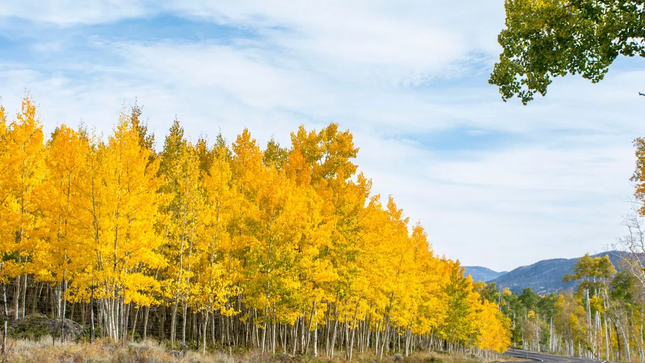 Utah’s 80,000-year-old aspen forest maybe world’s oldest living organism