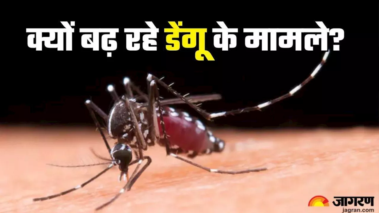 Delhi Dengue Cases: दिल्ली में बढ़ा रहा डेंगू का आतंक, मरीजों का आंकड़ा पहुंचा चार हजार के पार; बरतें ये सावधानियां