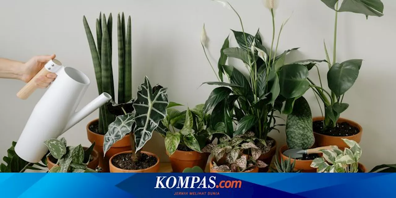 10 Tanaman Tropis yang Bisa Tumbuh di Dalam dan Luar Ruangan