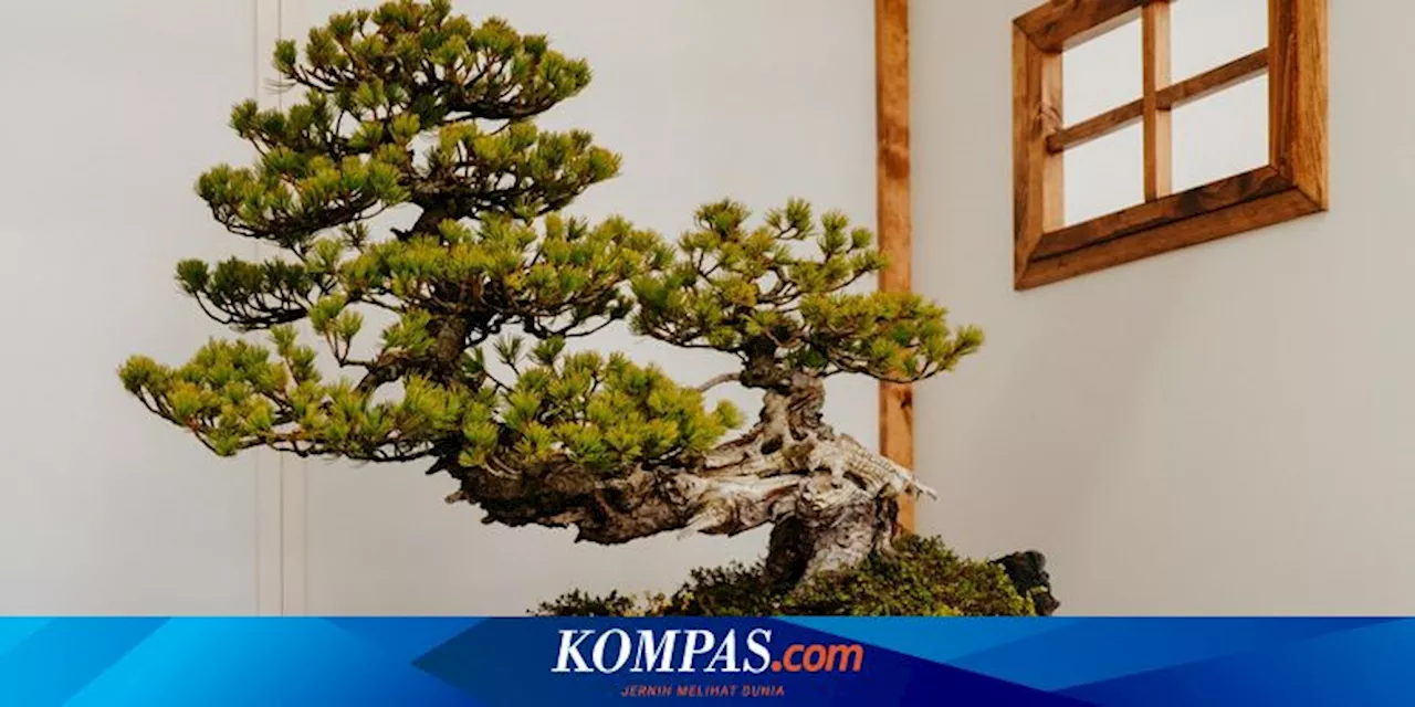 7 Tanaman yang Bisa Dijadikan Bonsai