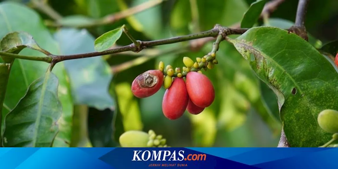 Mitos atau Fakta, Makan Melinjo Bisa Memicu Penyakit Asam Urat?