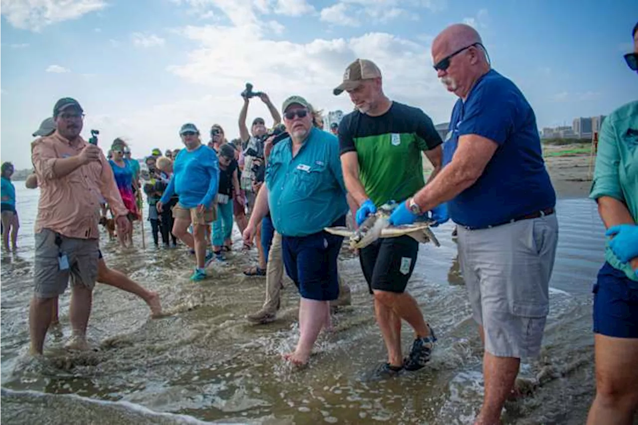 Warm welcome to Galveston: Sea turtle rescued after 5,000-mile journey to Netherlands