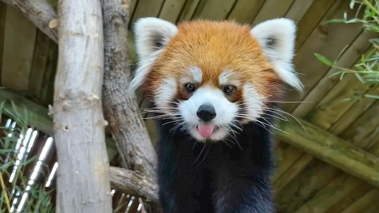 Utah's Hogle Zoo trades Himalayan Red Pandas for Chinese red panda