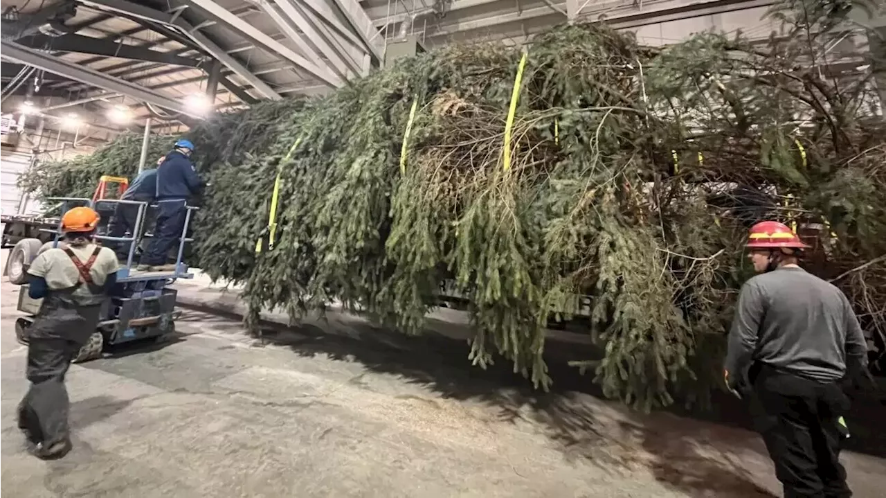 Wrangell unites to send Capitol Christmas Tree to Washington, D.C.