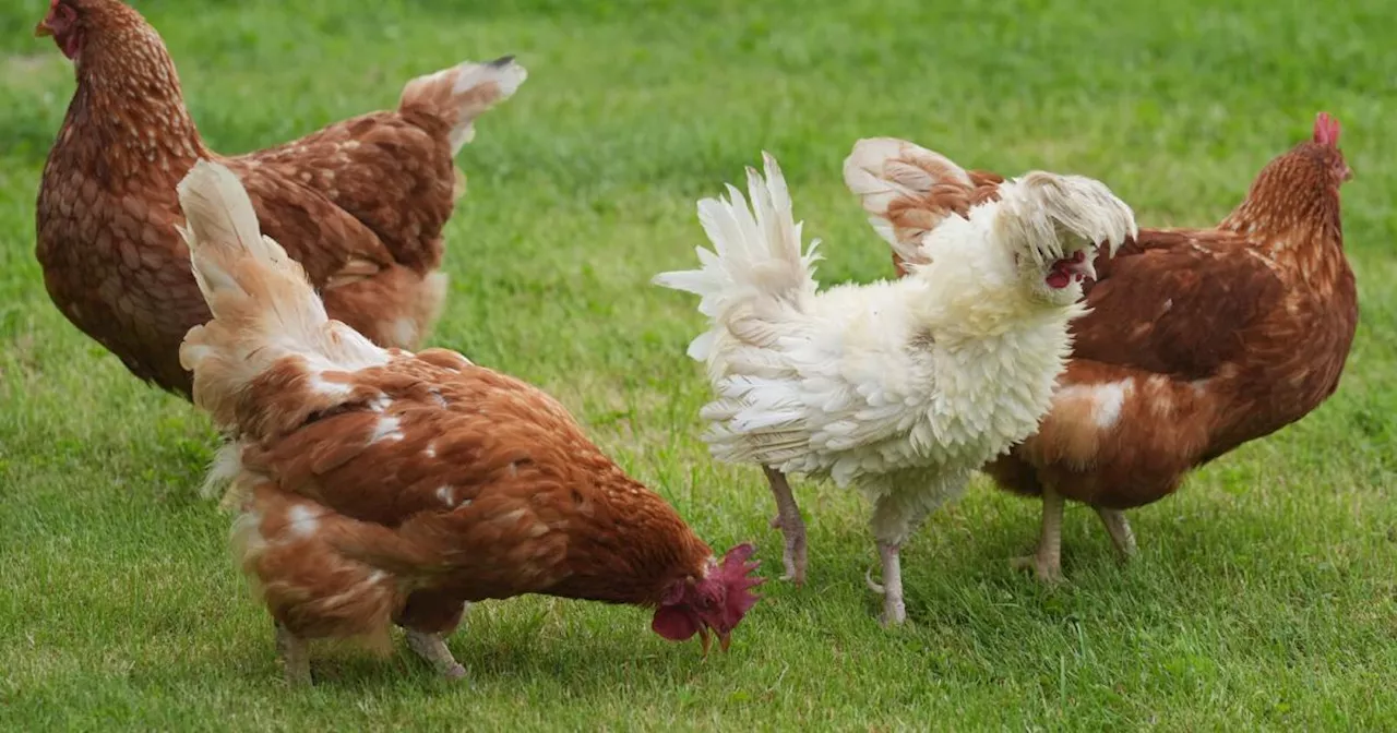 Vogelgrippe: Ganz Österreich zu erhöhtem Risikogebiet erklärt