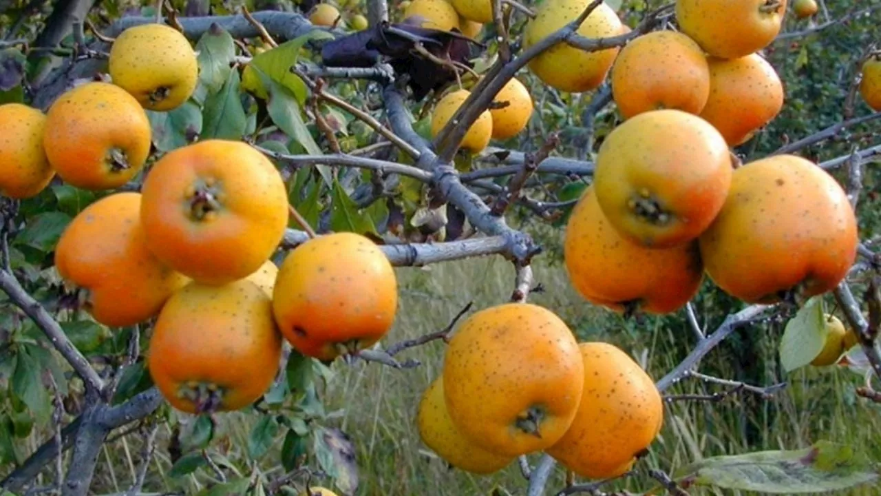 Conoce al tejocote, el bello árbol que crece en las sierras de Guanajuato