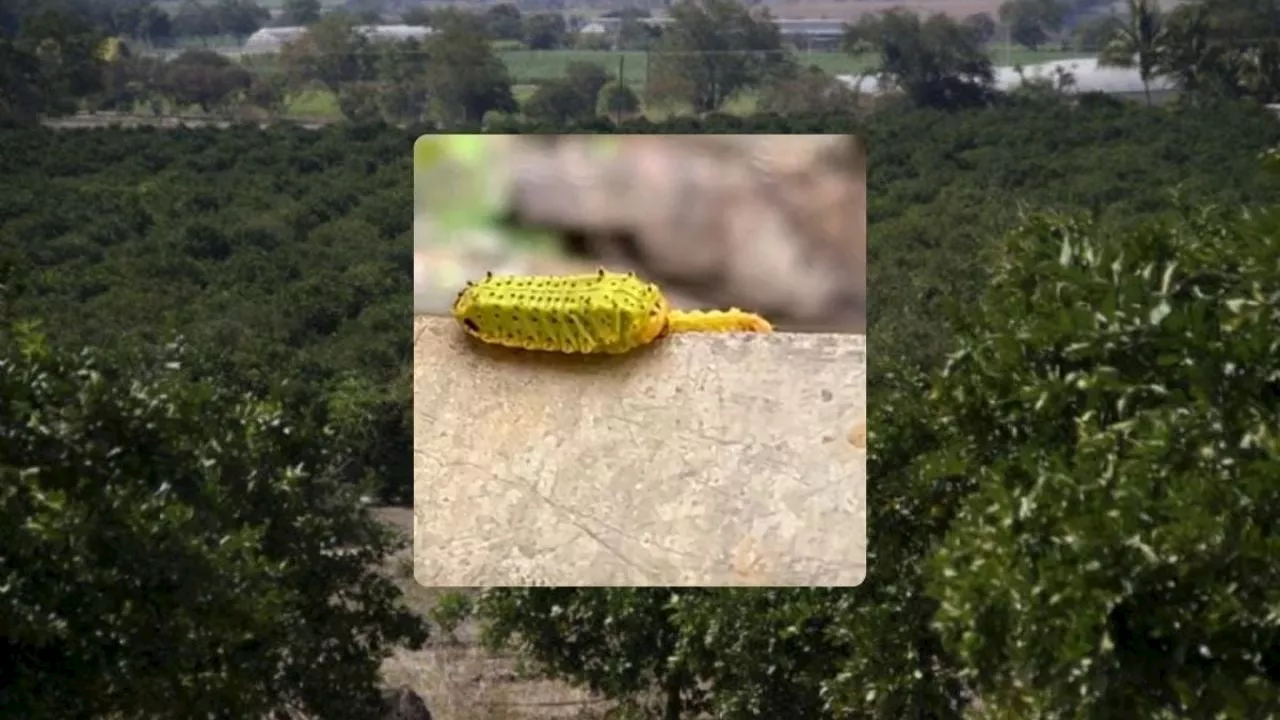 Esto sabemos de la plaga de gusano verde al norte de Veracruz