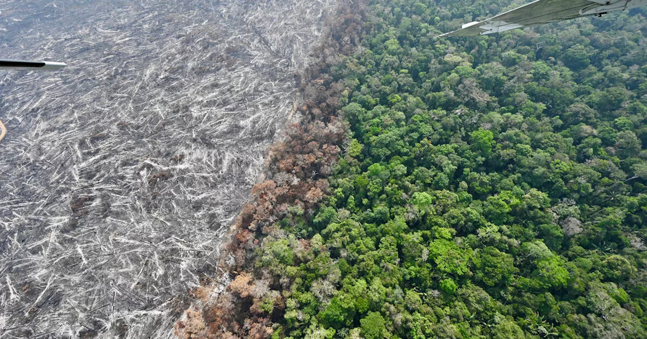 Amazonie brésilienne : le rythme de la déforestation à son plus bas niveau depuis neuf ans