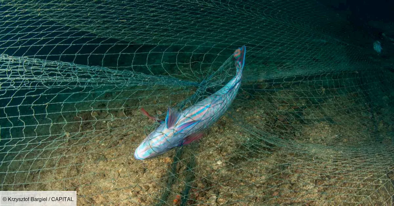 Pêche illégale : elle coûte des milliards et décime les espèces, dénonce la Fondation de la mer