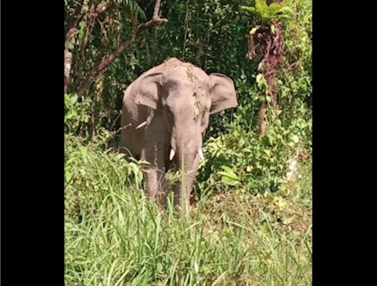 Install blue LED lights to keep wild elephants away, Perhilitan tells farmers after catching five bulls in Jeli (VIDEO)