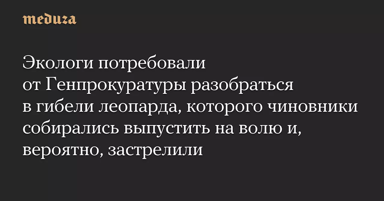 Экологи потребовали от Генпрокуратуры разобраться в гибели леопарда, которого чиновники собирались выпустить на волю и, вероятно, застрелили — Meduza