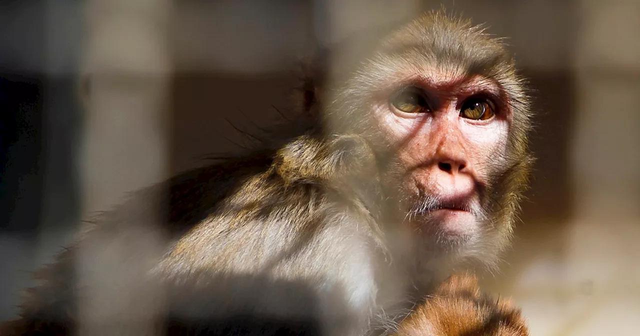 Monkeys escape from Alpha Genesis research facility in South Carolina