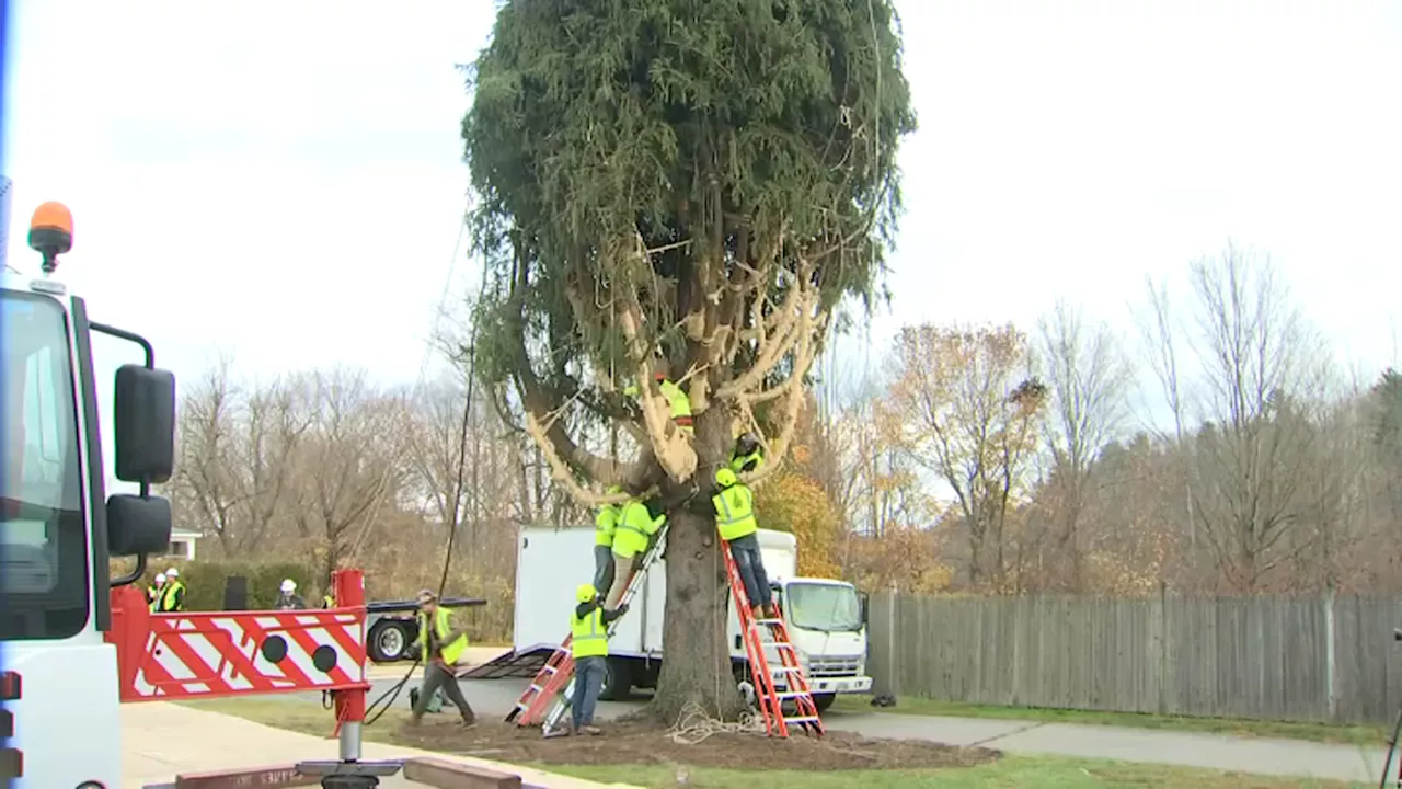 Rockefeller Center Christmas tree cut down for journey to NYC