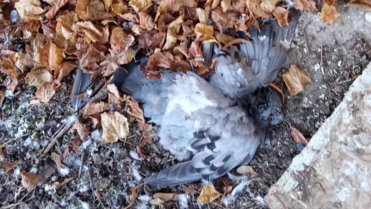 Rätselraten um tote Tauben auf Grundstück in Loosdorf