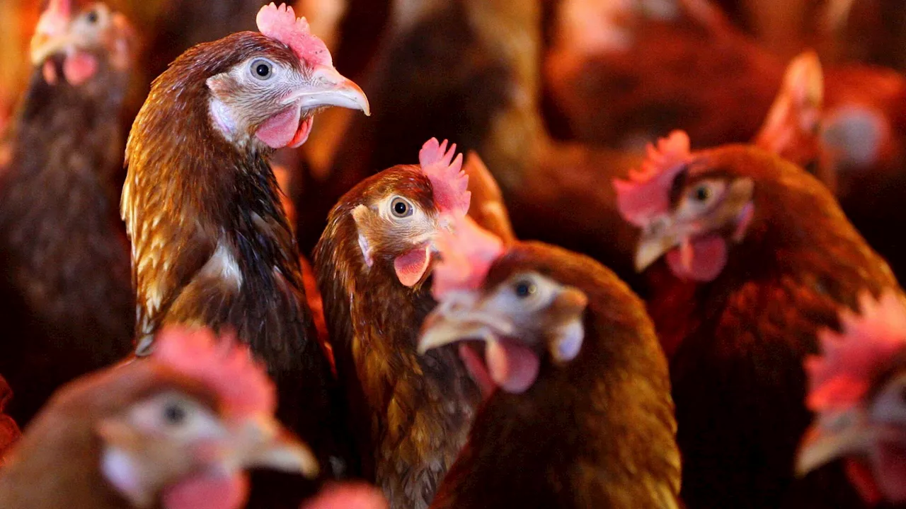 Stallpflicht wegen Vogelgrippe in Teilen des Burgenlands