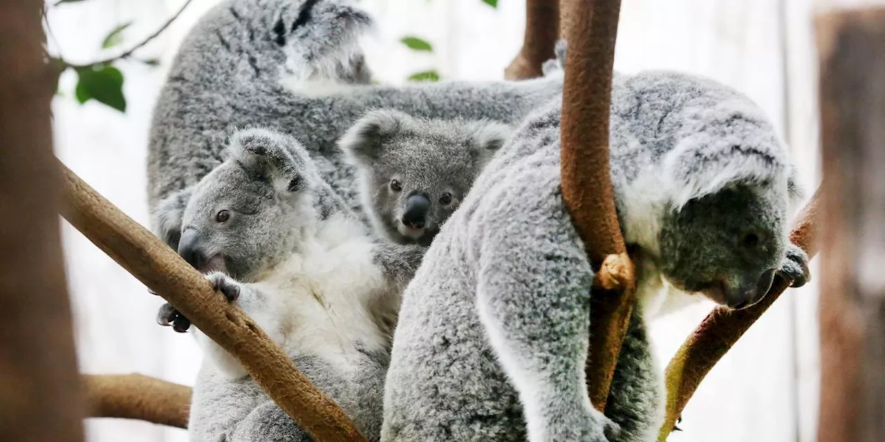 Zwei schwer kranke Koalas im Duisburger Zoo eingeschl&auml;fert