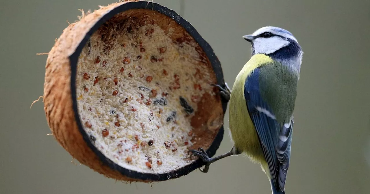 Vögel richtig füttern: 3 Tipps für Tierfreunde