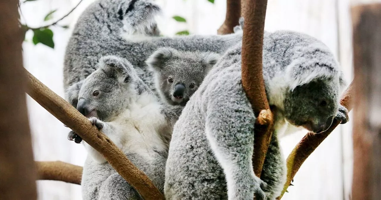 Zwei schwer kranke Koalas im Duisburger Zoo eingeschläfert