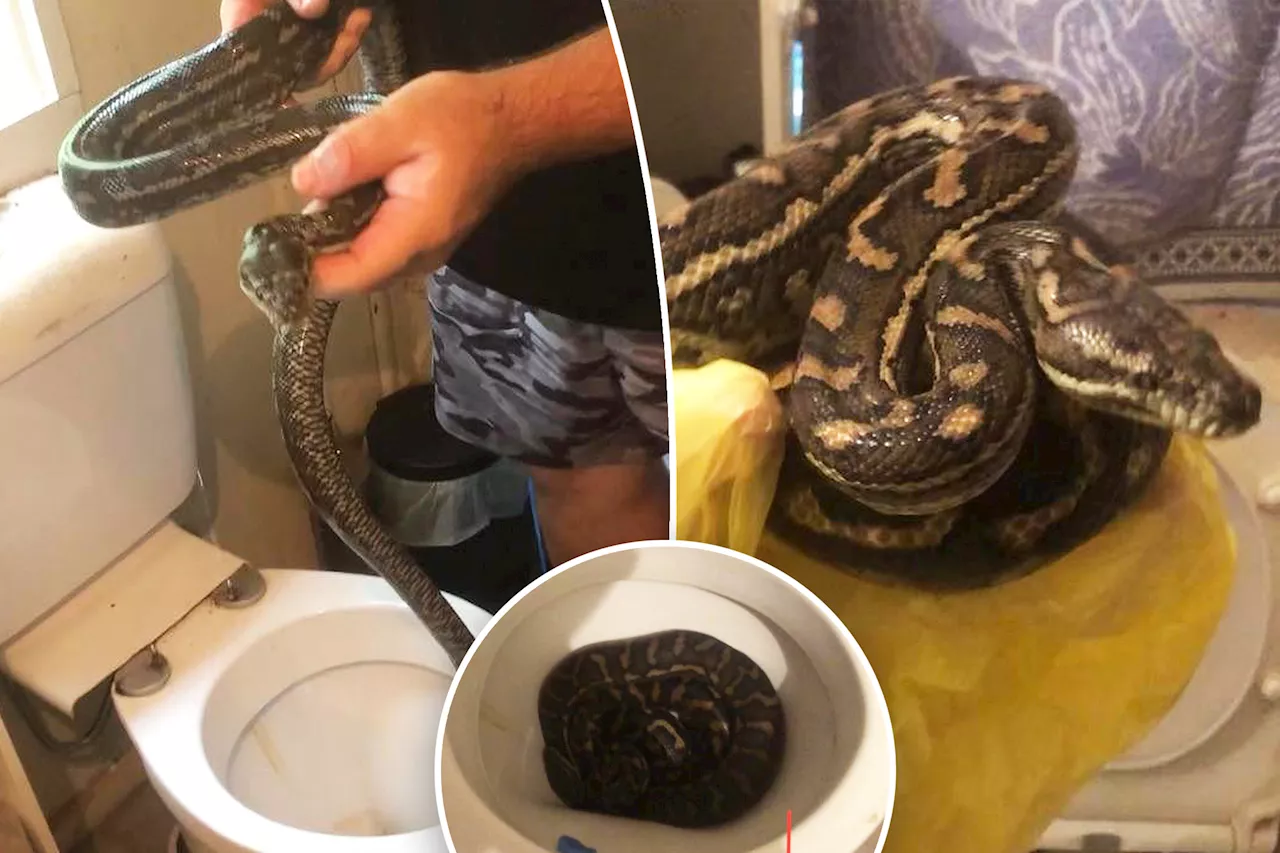 Pythons invaded shocked man's toilet twice in one week: 'Not the snake you want to crawl all over you'