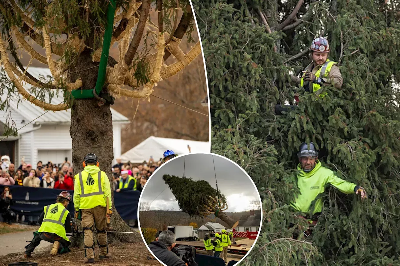 The 2024 Rockefeller Center Christmas Tree begins its journey to New