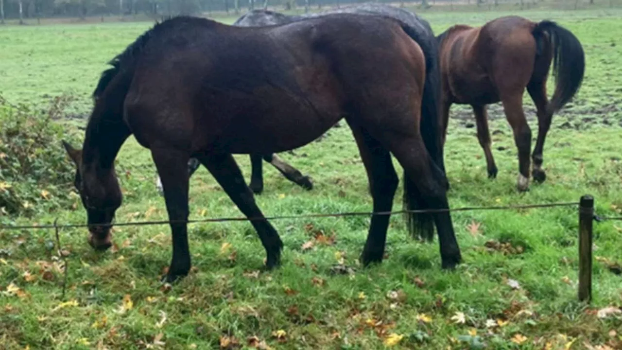 Boetes werken niet, inspectie pakt paarden af