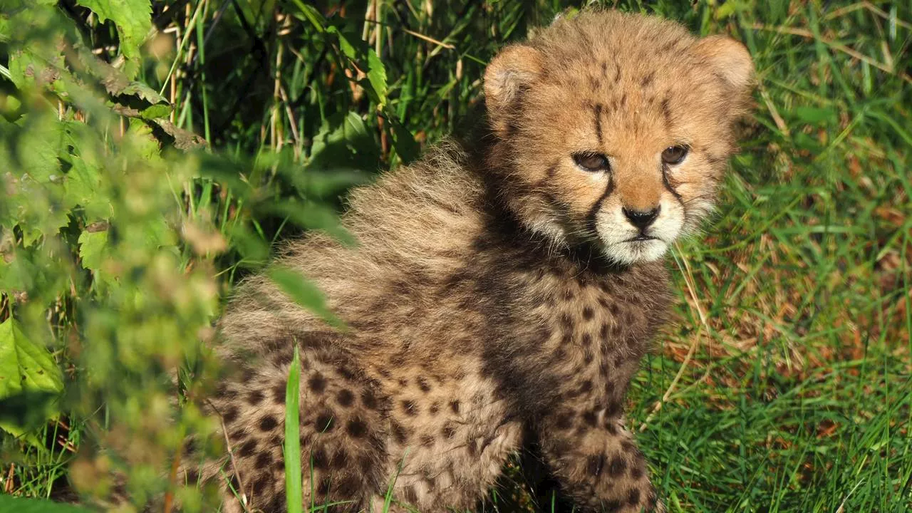 Cheetamoeder verliest nestje, Frans adoptiewelpje biedt troost