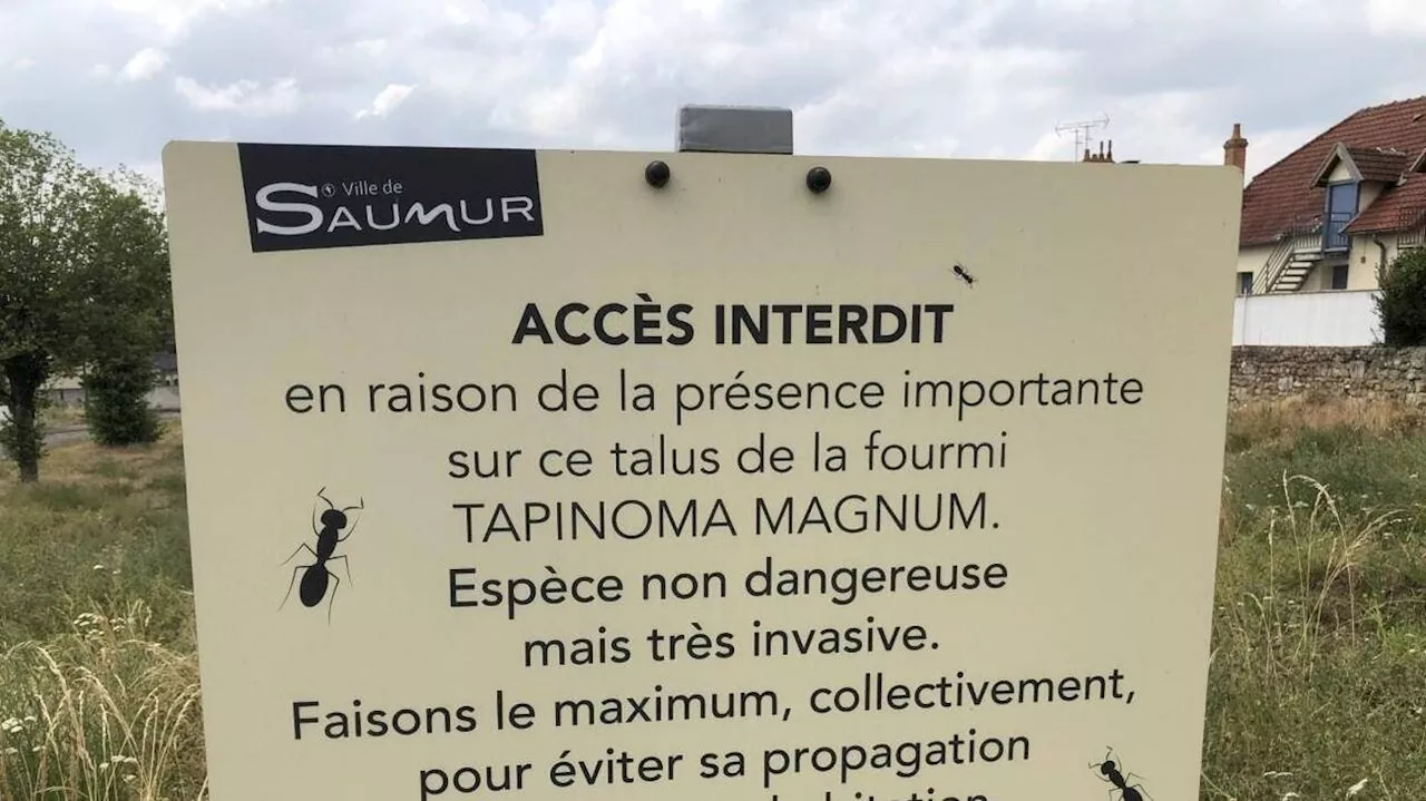 Les fourmis invasives n’ont pas gagné de terrain à Saumur mais la lutte se poursuit