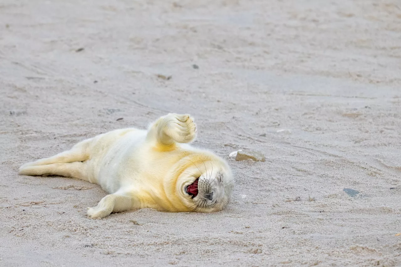 Las fotos de animales más graciosas del 2024