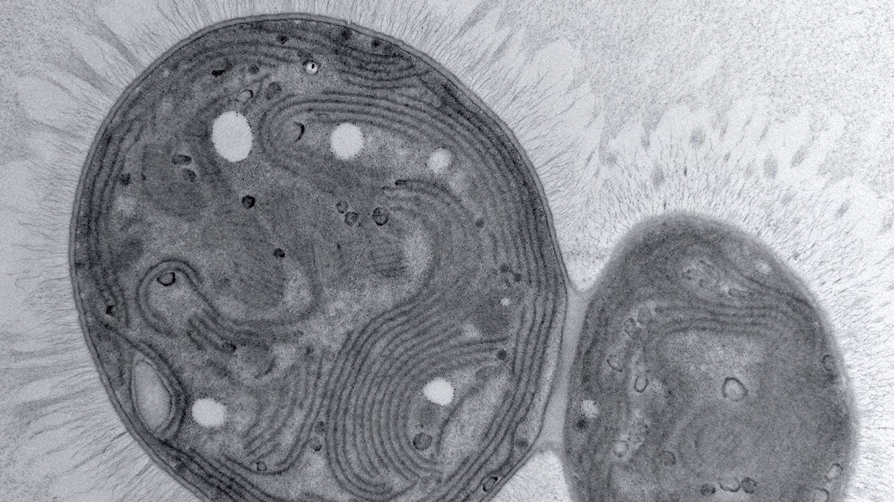 Meet Chonkus, the mutant cyanobacteria that could help sink climate change