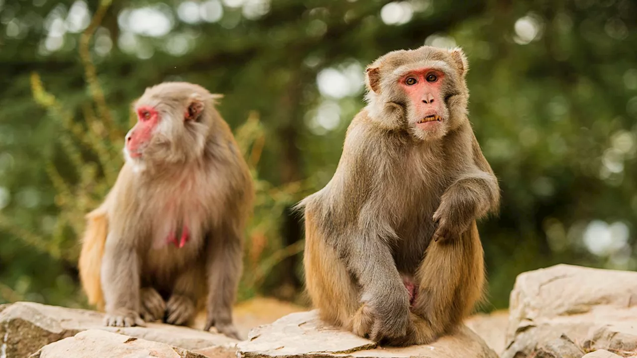 Forty monkeys escape from research facility in South Carolina