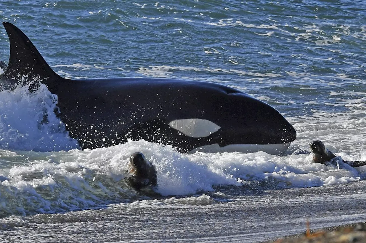 Study: killer whales at elevated risk for serious immune-system, reproductive issues