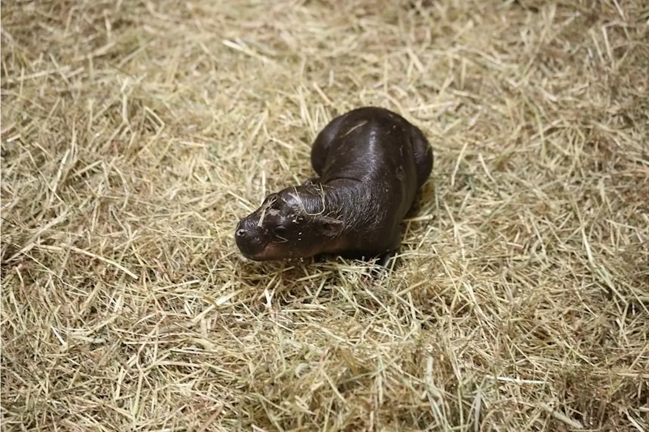 Moo-ve over Moo Deng, here comes Haggis, the Scottish baby pygmy hippo