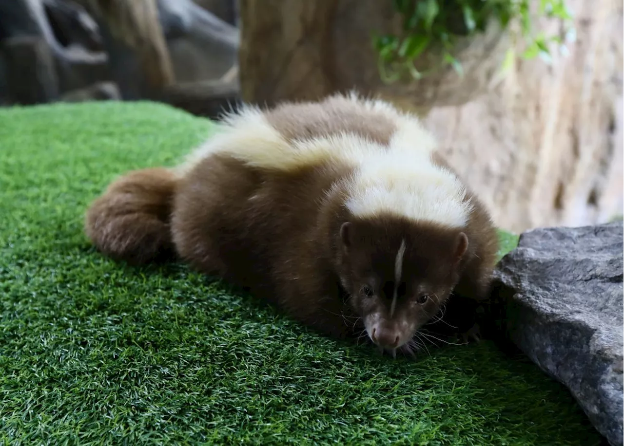 QuickCheck: Are skunks repelled by their own spray?