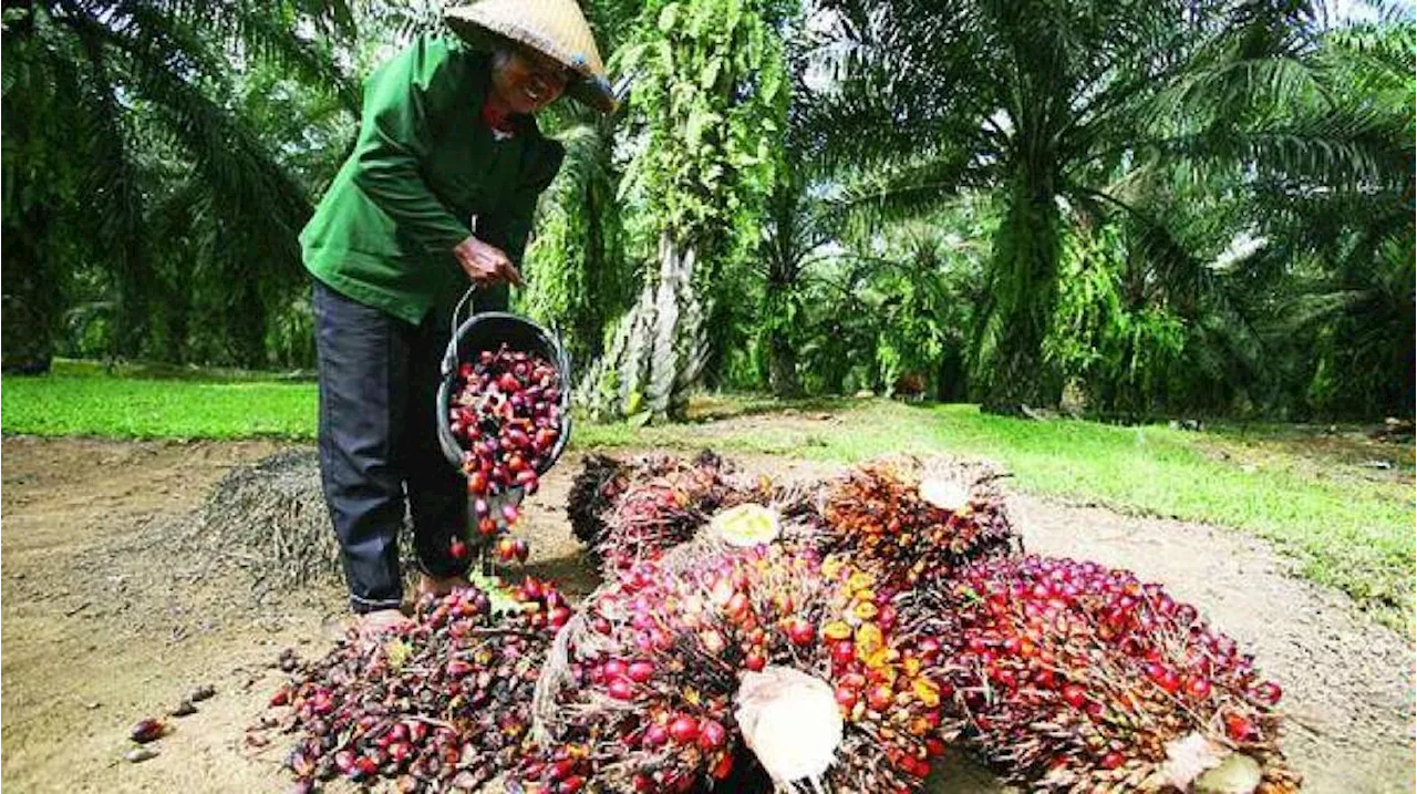 IPOC 2024 Dua Dekade Kelapa Sawit Indonesia Menghadapi Tantangan dan Peluang Global