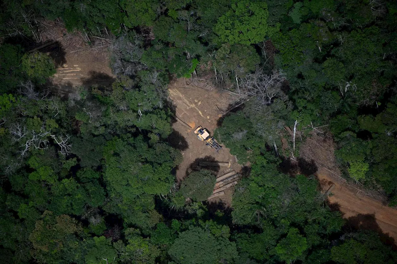 Brésil : le rythme de la déforestation de l’Amazonie à son plus bas niveau depuis neuf ans