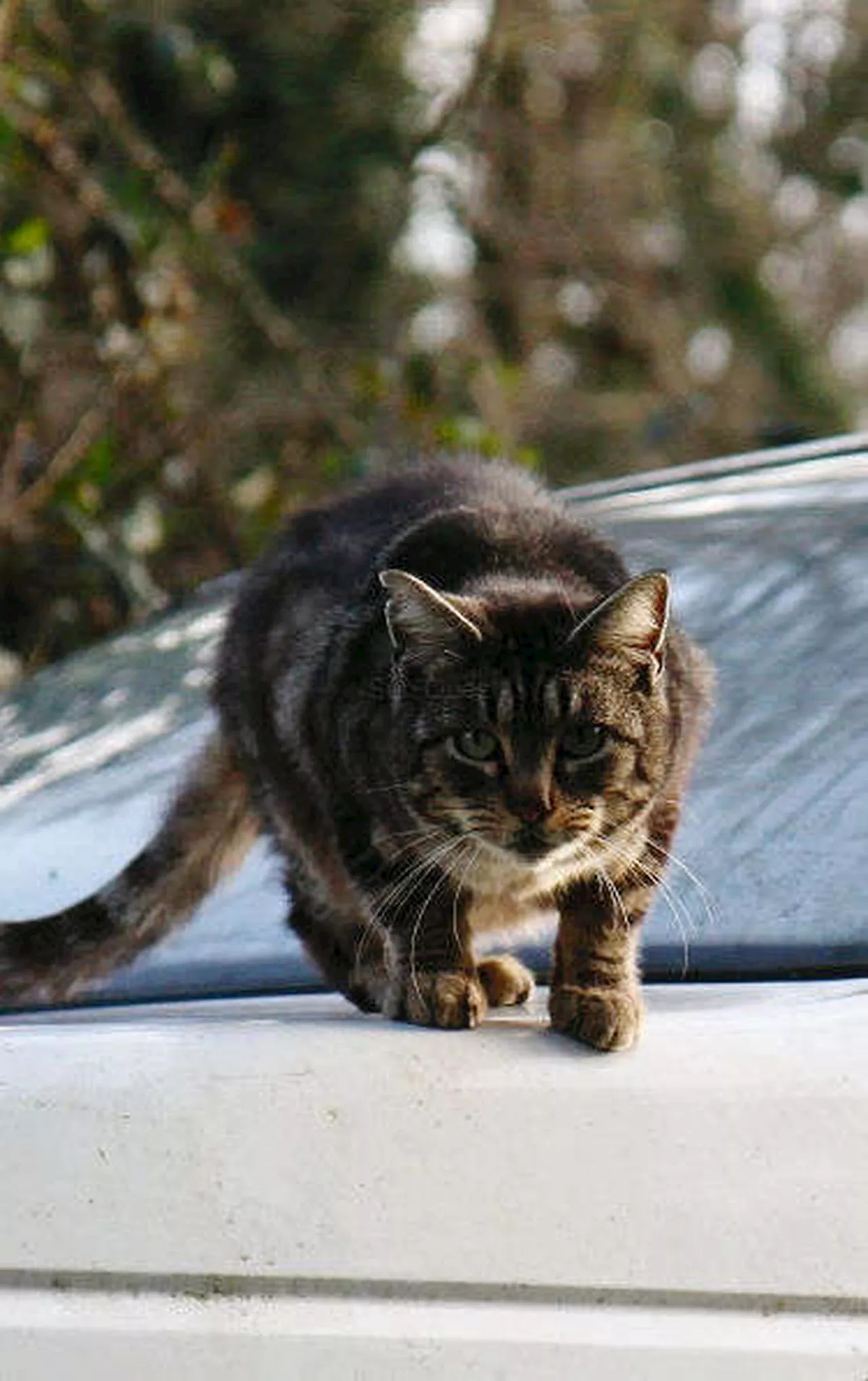 « J’ai eu une peur bleue » : une femme attaquée par un chat tigré en Charente-Maritime