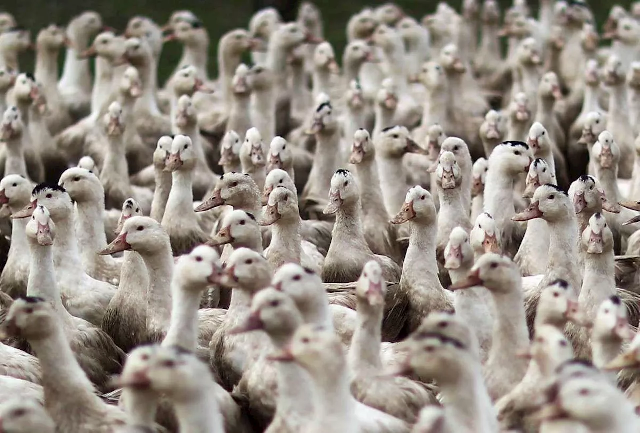 Landes : un élevage de canards de Saint-Étienne-d’Orthe touché par la grippe aviaire