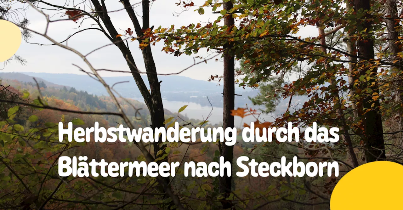 Wenn der goldene Herbst seine ganze Pracht zeigt: Von Müllheim durch das bunte Blättermeer nach Steckborn