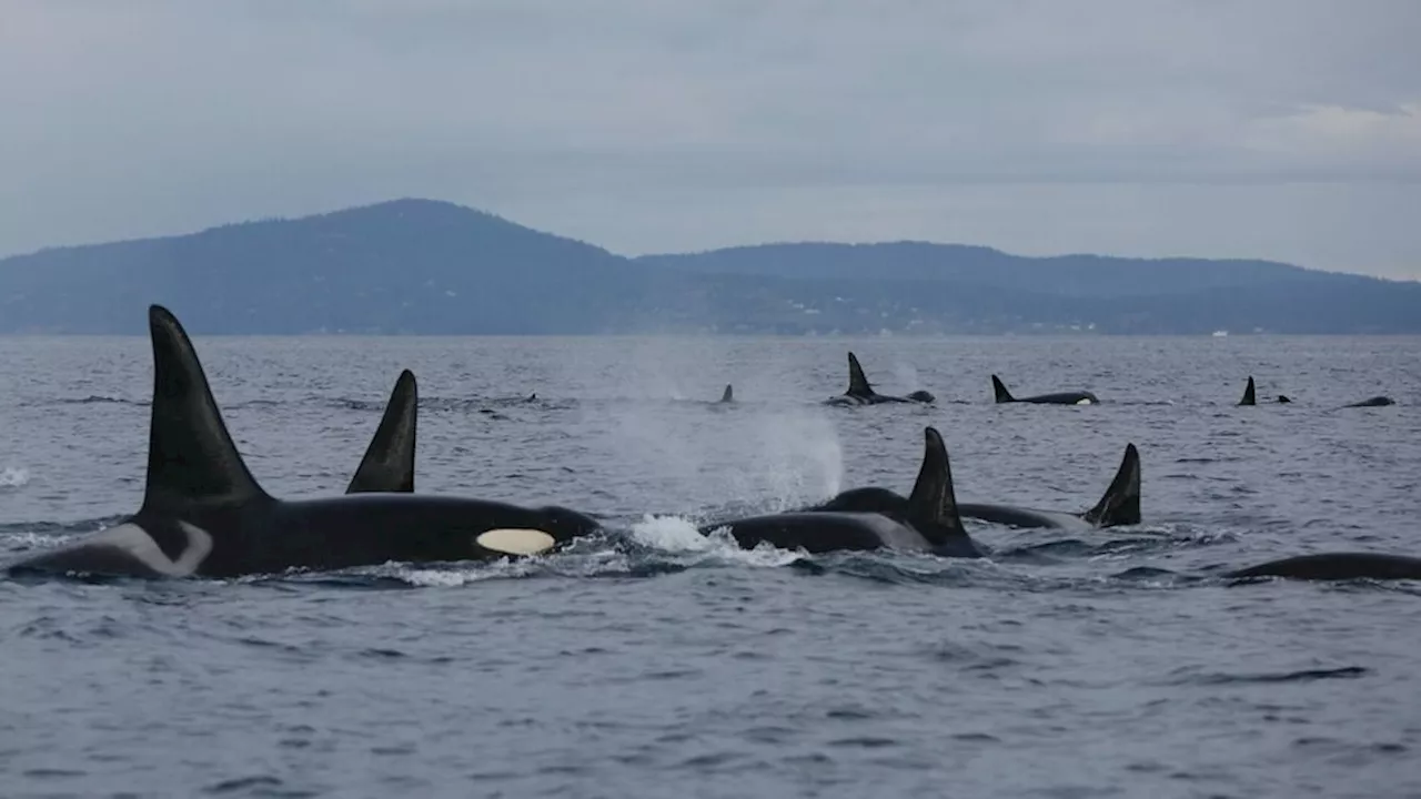 Southern residents lose two killer whales in blow to population