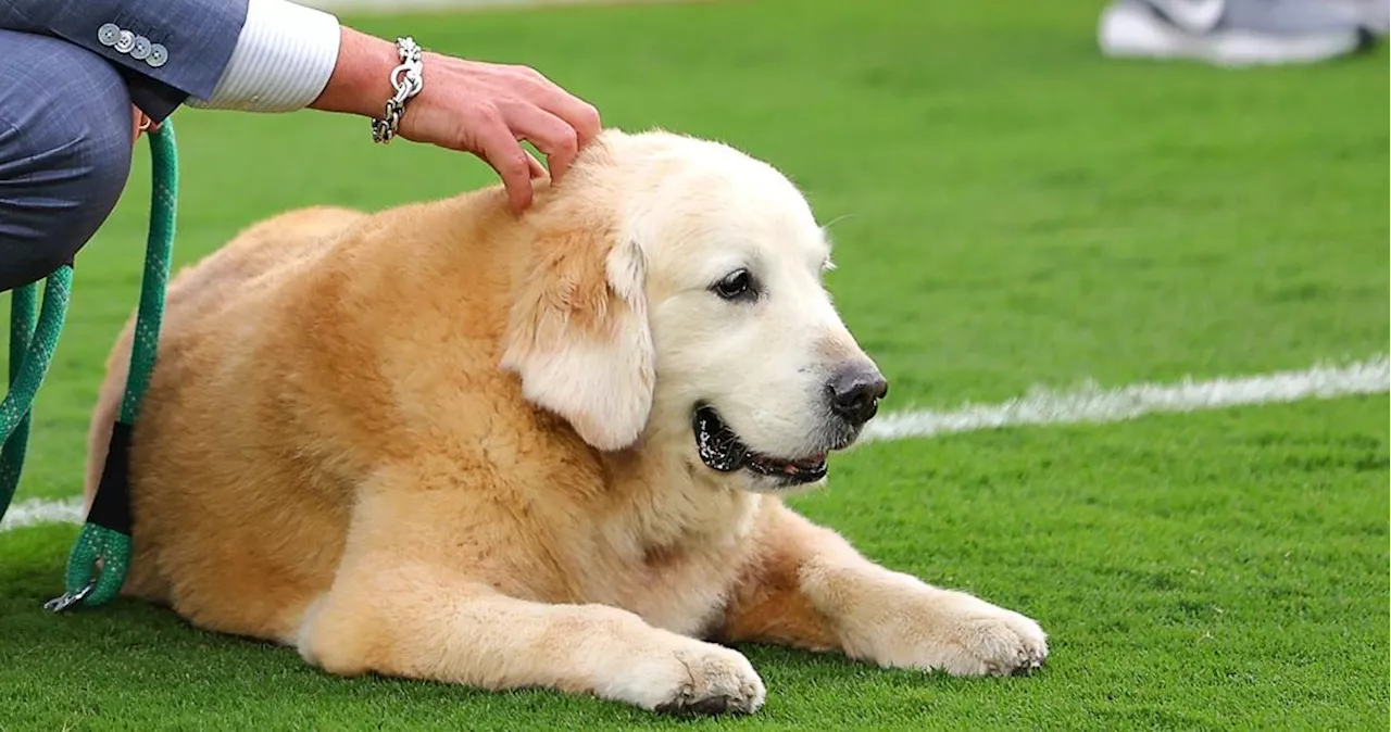 Kirk Herbstreit's Beloved Dog Ben, an ESPN Fixture, Has Died of Cancer