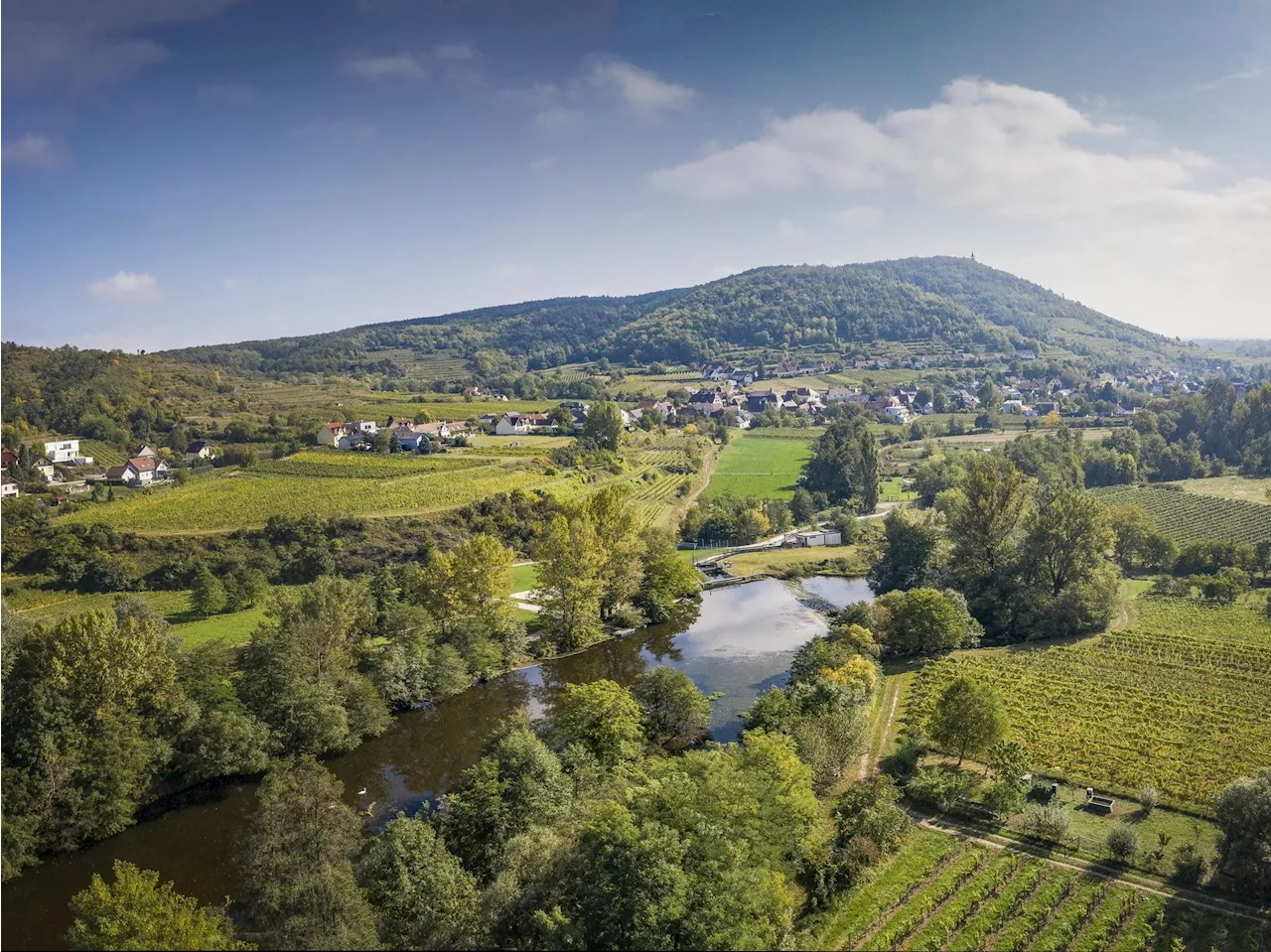 Strengere Regeln: Weinbauregion Kamptal macht sich jetzt zukunftsfit!