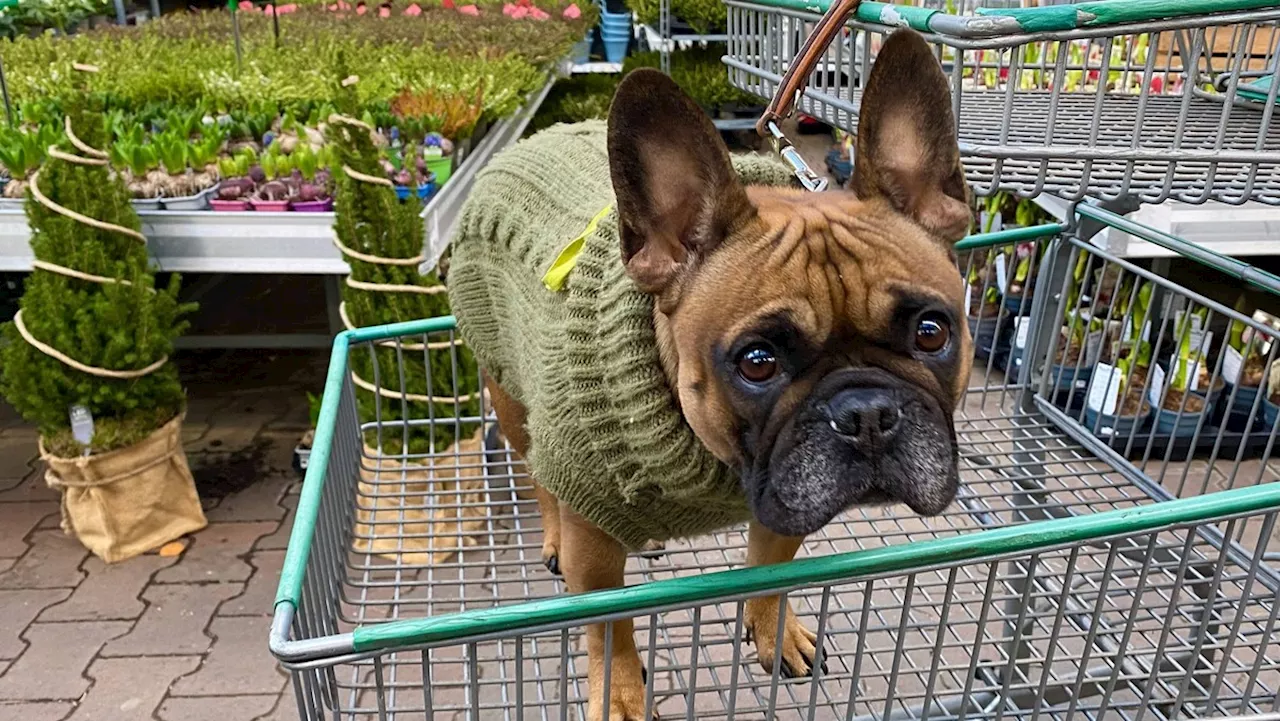 Tiere: Ist das Fotografieren fremder Hunde in der Öffentlichkeit erlaubt?