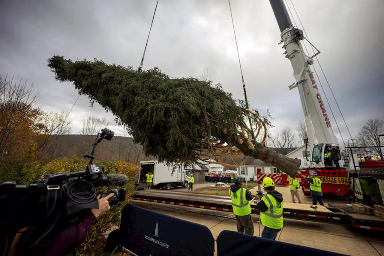 Photos: This year's 74-foot Rockefeller Christmas tree is en route from Massachusetts