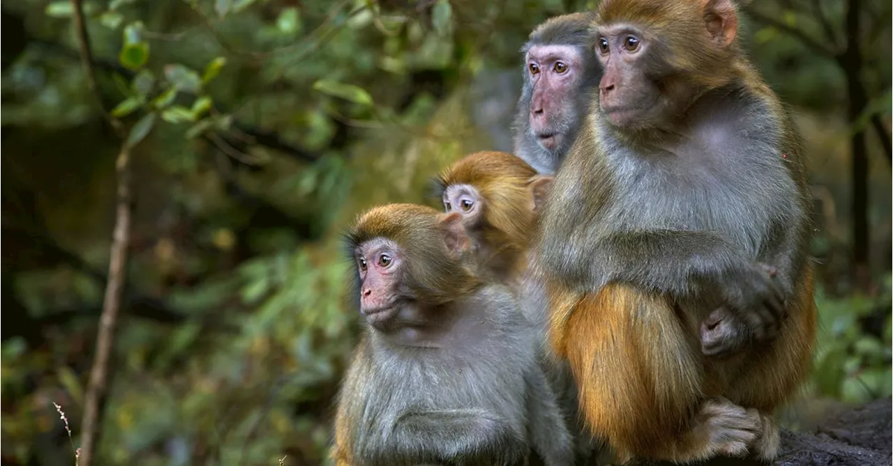 Residents told to lock doors and windows after 43 rhesus monkeys escape research facility