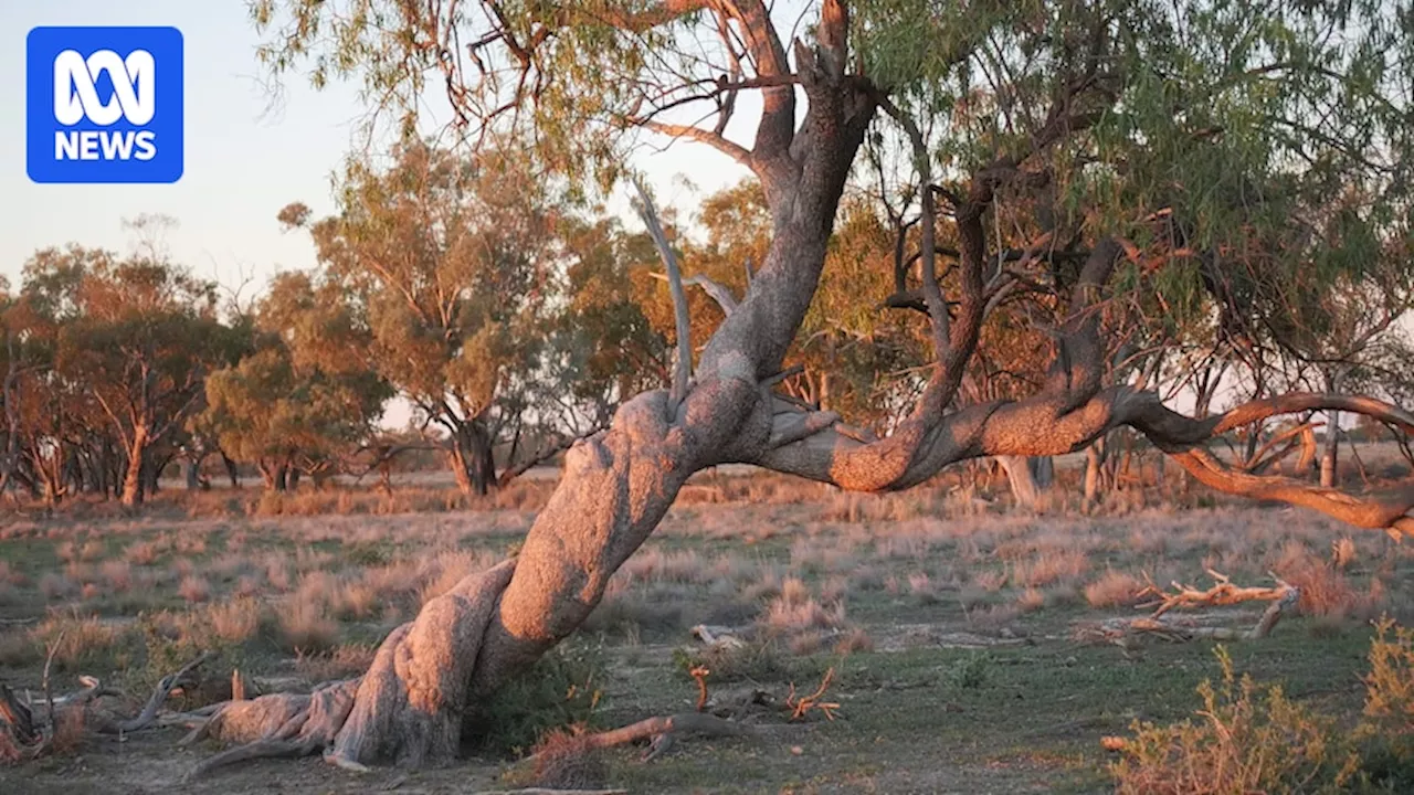 Culturally modified trees 'a national treasure' in outback NSW