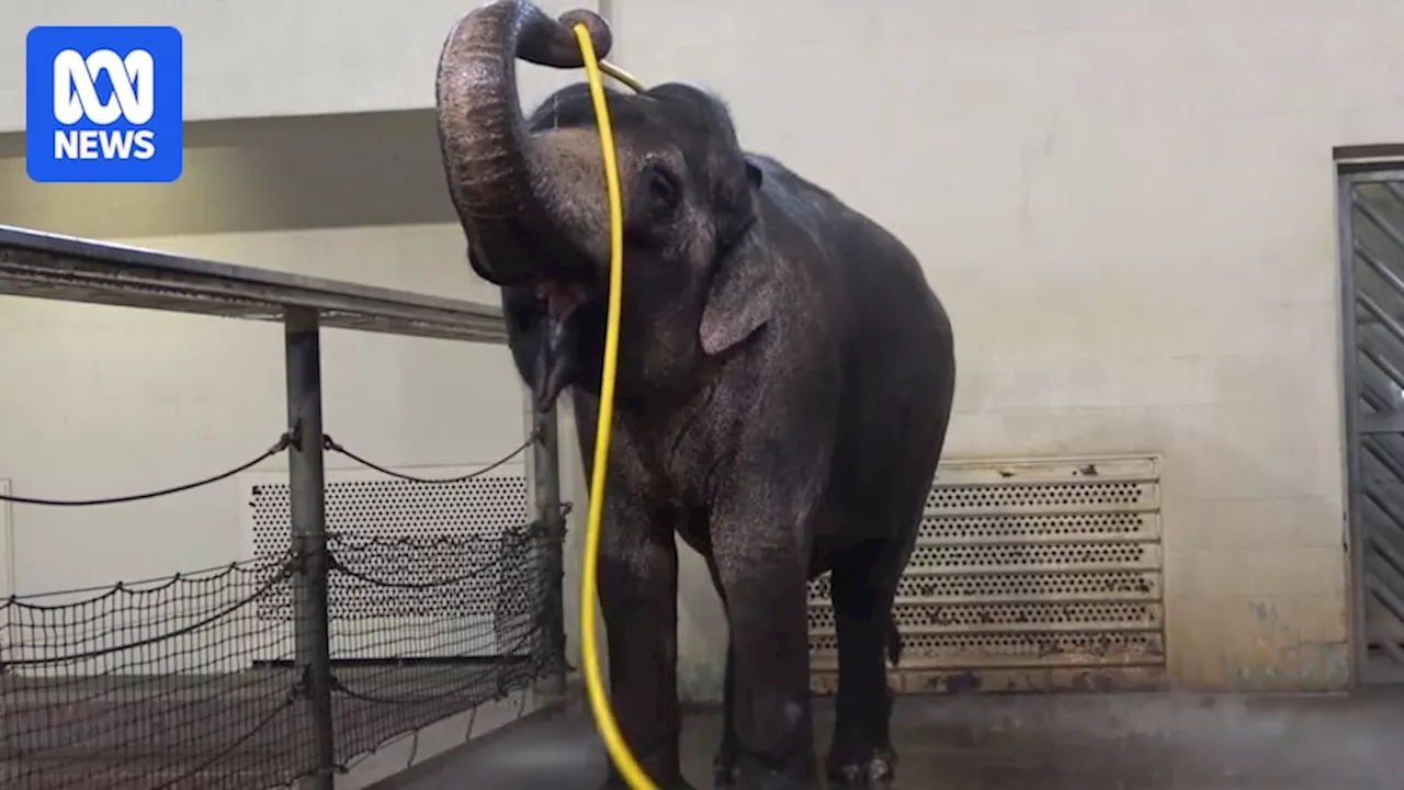 Elephants filmed using a hose for showering, 'pranking' each other: study