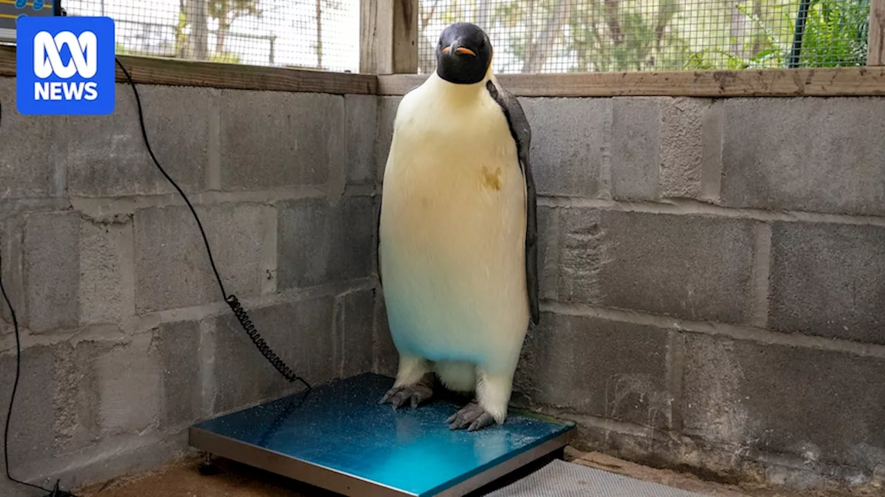 Emperor penguin recovering in care after epic journey from Antarctica to Western Australia