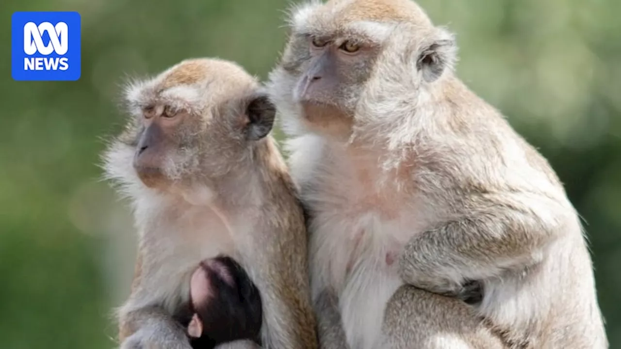 Forty-three monkeys escape from research facility in South Carolina