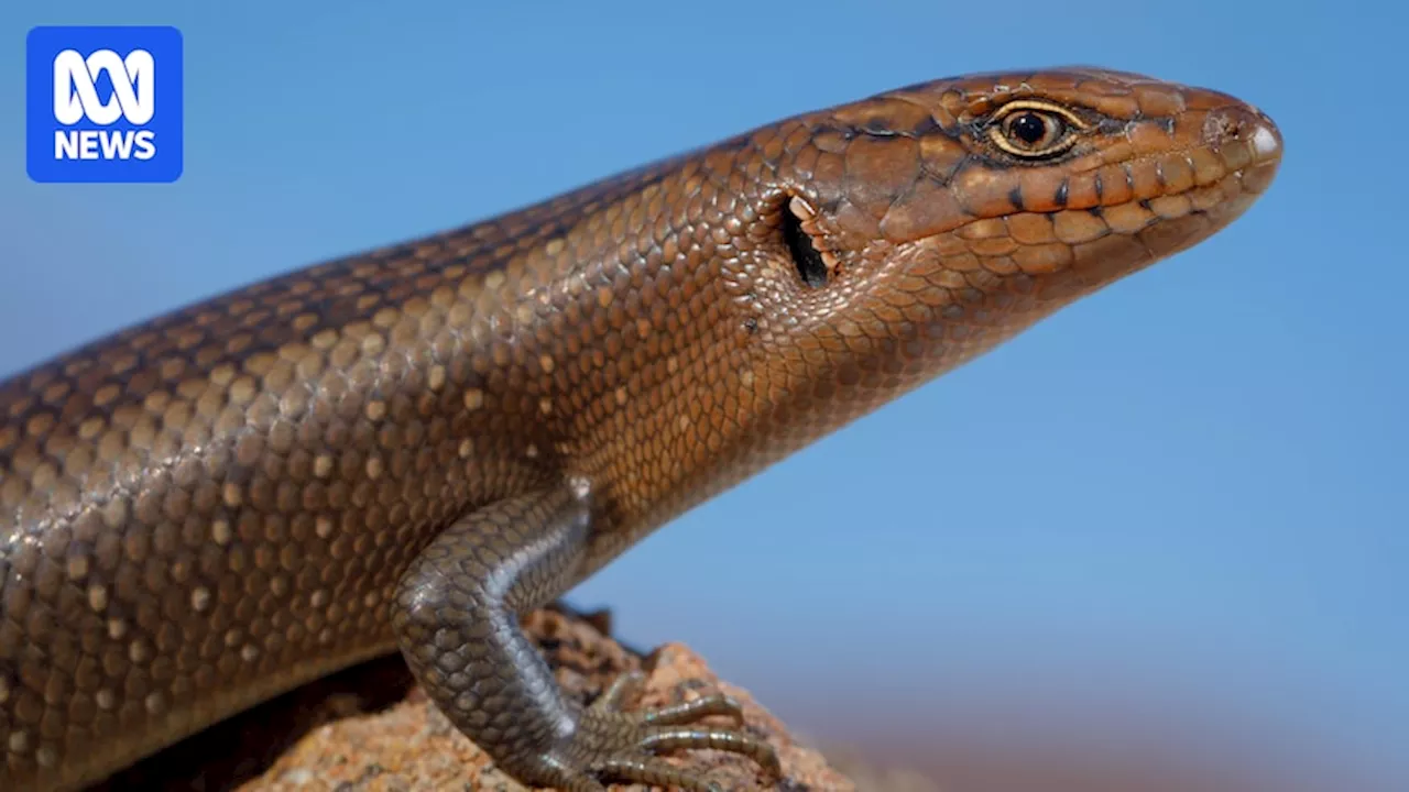 Monash University scientists, Aboriginal rangers discover lizard species in Central Australian desert