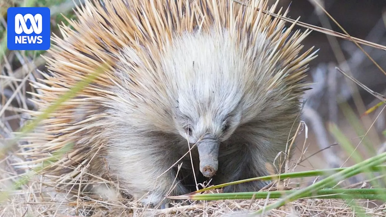 Spying on echidnas' sex lives for decades, researcher says there's still much to learn